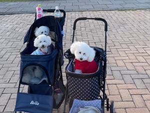モデル犬卒業後、里親さん宅での様子☆～サンちゃん・スピカちゃん・ココットちゃん～